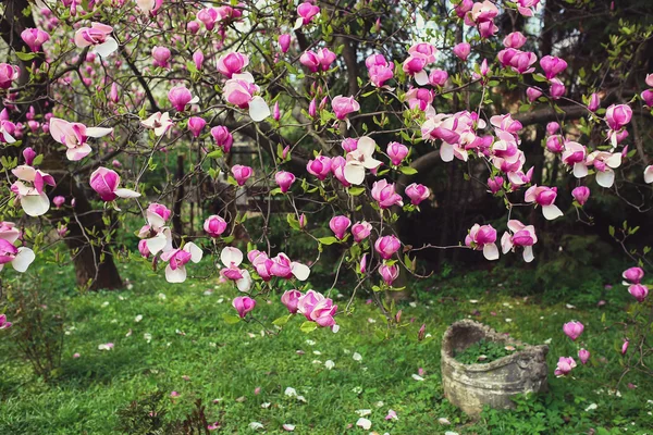 Blooming pink magnolia — Stock Photo, Image