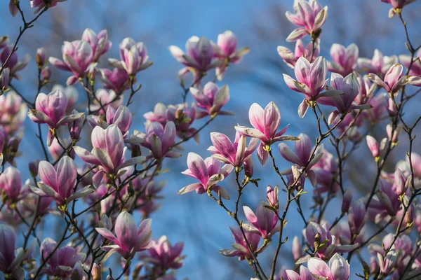 Bloeiende roze magnolia — Stockfoto