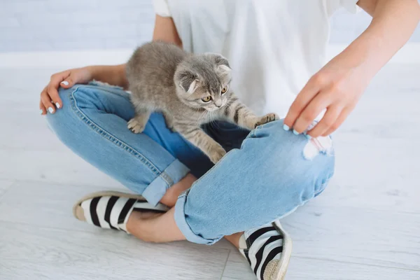 Gri kedi ile oynarken kız — Stok fotoğraf