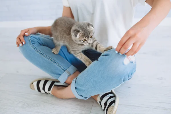 Girl playing with grey cat — Stock Photo, Image