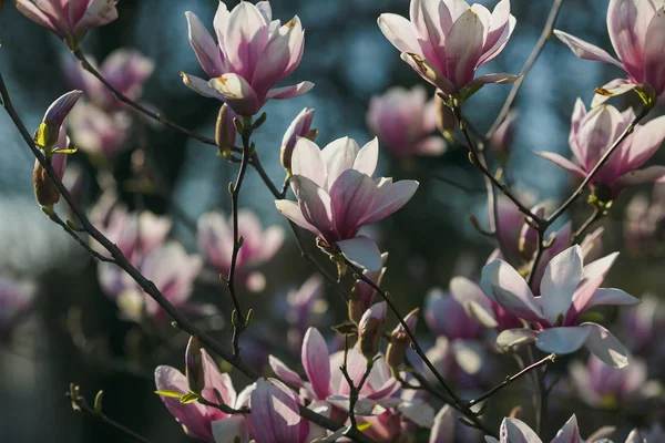 Bloeiende roze magnolia — Stockfoto