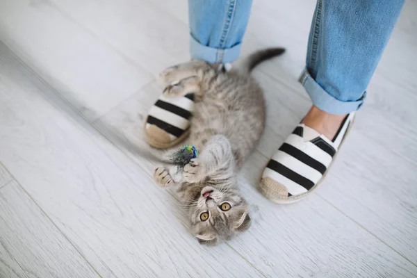 Ragazza che gioca con gatto grigio — Foto Stock