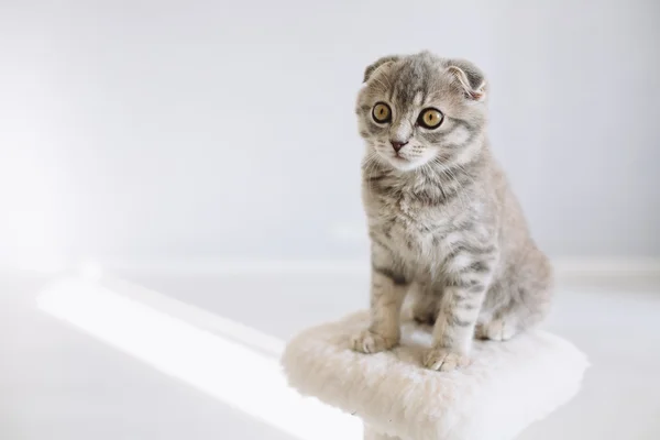 Kitty sitter på repor inlägg — Stockfoto