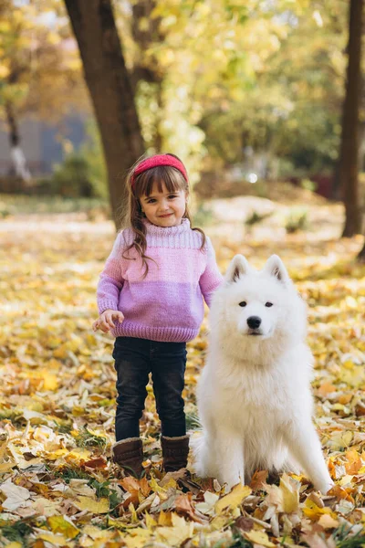 Mutlu Küçük Kız Sonbahar Parkında Beyaz Samoylu Bir Köpekle Yürüyor — Stok fotoğraf