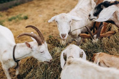 Eko çiftliğindeki keçiler kurutulmuş ot yerler..