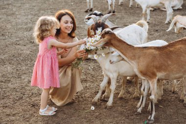 Mutlu anne ve kızı bir eko çiftliğinde keçileri besliyor..