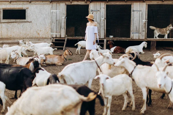 아름다운 여자와 드레스를 농장의 염소들 사이에 베이지 모자를 — 스톡 사진