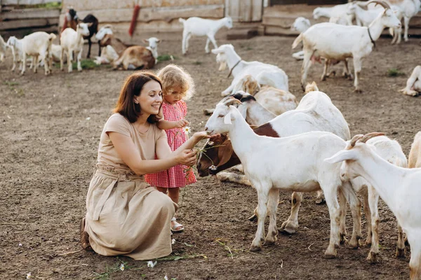 어머니와 생태계 농장에서 염소를 먹이는 — 스톡 사진