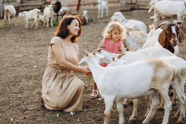 어머니와 생태계 농장에서 염소를 먹이는 — 스톡 사진
