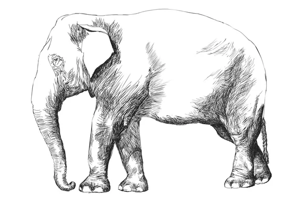 Ilustración vectorial de elefante grabado — Vector de stock