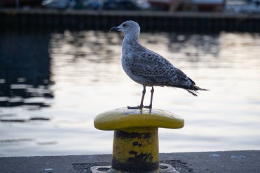 Martı rıhtımın yanında duruyor.