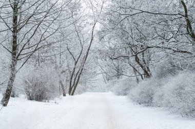 Taze karla kaplı sessiz kış yolu, buzla kaplı ağaçların ve çalıların arasından geçiyor. Sakin, minimalist bir kış ortamı yaratıyor. Soğuk havayı, durgunluğu ve doğal güzelliği ön plana çıkarıyor.