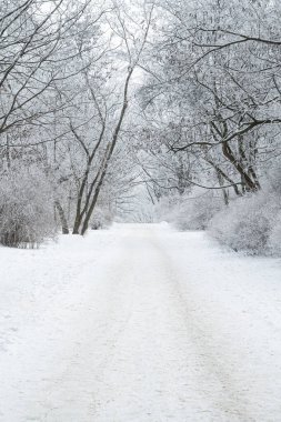 Taze karla kaplı sessiz kış yolu, buzla kaplı ağaçların ve çalıların arasından geçiyor. Sakin, minimalist bir kış ortamı yaratıyor. Soğuk havayı, durgunluğu ve doğal güzelliği ön plana çıkarıyor.