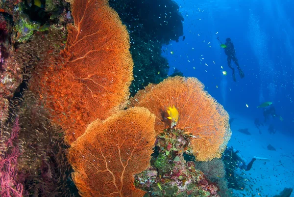 Abanico de Mar en Andamán Norte, Tailandia — Foto de Stock