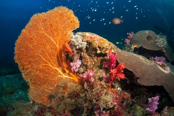 Abanico de Mar en Andamán Norte, Tailandia — Foto de Stock