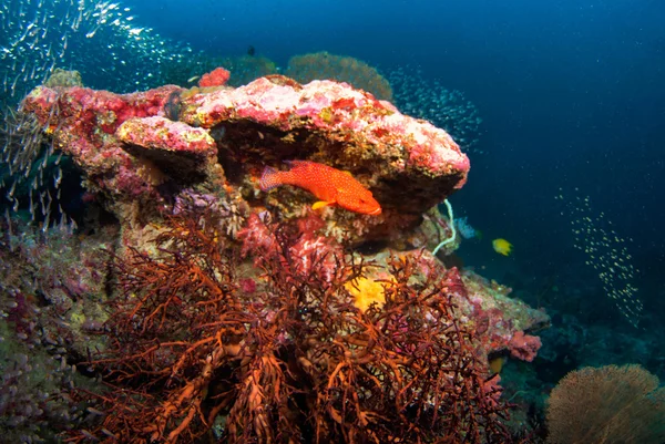 Abanico de Mar en Andamán Norte, Tailandia — Foto de Stock