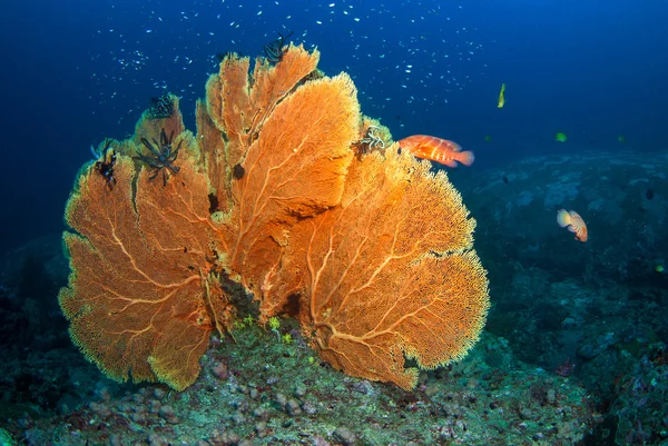 Abanico de Mar en Andamán Norte, Tailandia — Foto de Stock