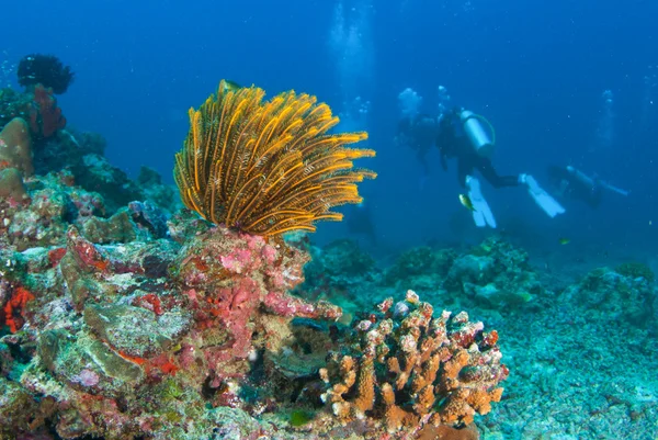 Deniz Fan Kuzey Andaman, Tayland