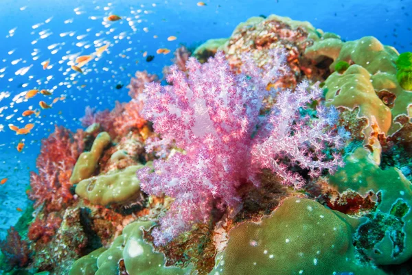 Měkkých korálů v Severní Andamanské, Thajsko — Stock fotografie