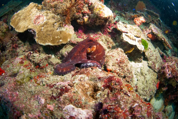 Octopus in de Oceaan — Stockfoto