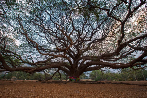 Árvore gigante, árvore de chuva, samanea saman (Leguminosae ) — Fotografia de Stock