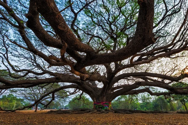 Giant tree, Rain tree,Samanea saman (Leguminosae)