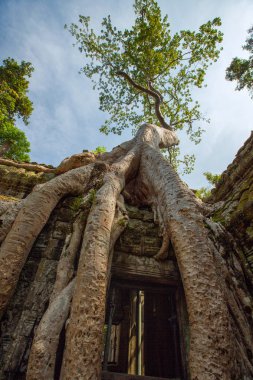 Ta Prohm Tapınağı kalıntıları