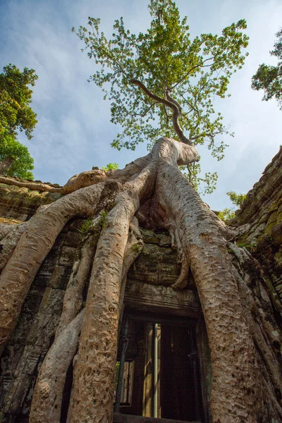 Ta Prohm Tapınağı kalıntıları