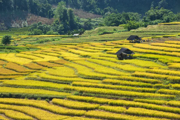 เกษตรกรเก็บเกี่ยวพืชของพวกเขาอย่างรวดเร็วในช่วงฤดูเก็บเกี่ยว i — ภาพถ่ายสต็อก