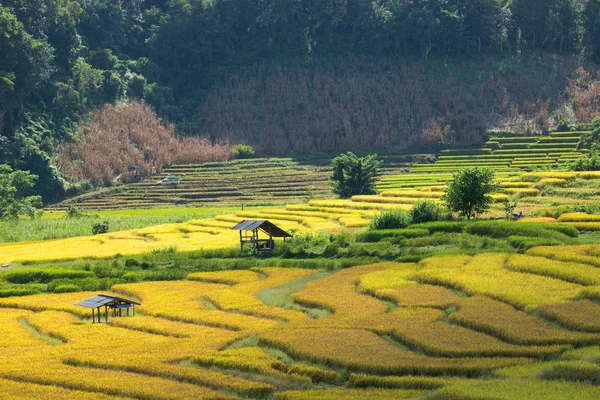 เกษตรกรเก็บเกี่ยวพืชของพวกเขาอย่างรวดเร็วในช่วงฤดูเก็บเกี่ยว i — ภาพถ่ายสต็อก