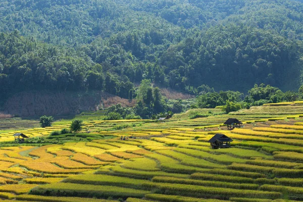 เกษตรกรเก็บเกี่ยวพืชของพวกเขาอย่างรวดเร็วในช่วงฤดูเก็บเกี่ยว i — ภาพถ่ายสต็อก