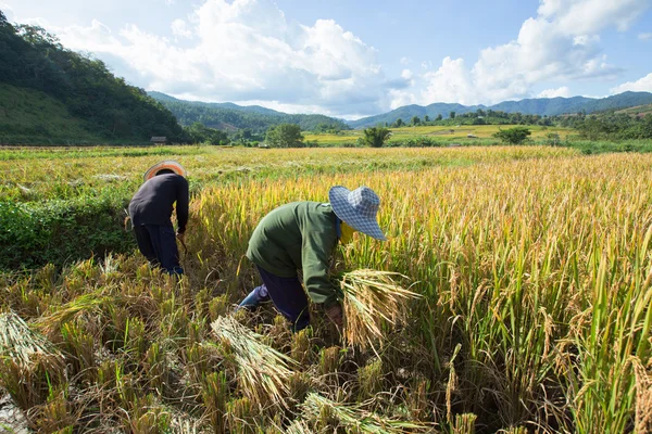 Çiftçilerin hasat bitkileri keskin içinde hasat mevsiminde