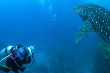 Balina köpekbalığı Richelieu kaya, Kuzey Andaman izlerken
