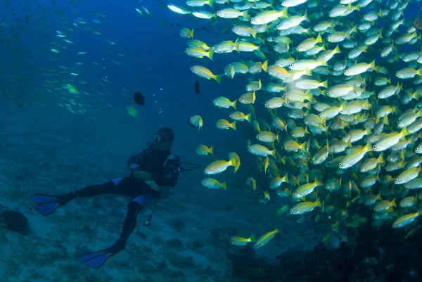 Buceador con peces — Foto de Stock