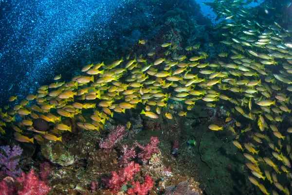 Corales y peces bajo el agua en el océano — Foto de Stock