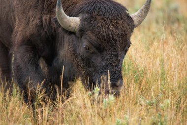 bizon grasslands Wyoming'de Yellowstone Milli Parkı içinde