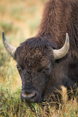 bizon grasslands Wyoming'de Yellowstone Milli Parkı içinde