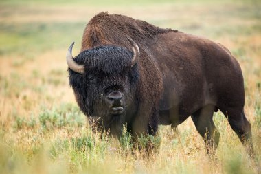 bison in grasslands of Yellowstone National Park in Wyoming clipart