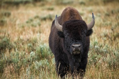 bizon grasslands Wyoming'de Yellowstone Milli Parkı içinde