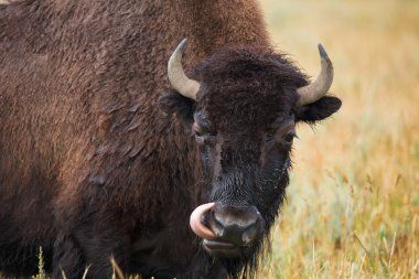 bizon grasslands Wyoming'de Yellowstone Milli Parkı içinde