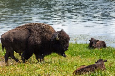 bizon grasslands Wyoming'de Yellowstone Milli Parkı içinde