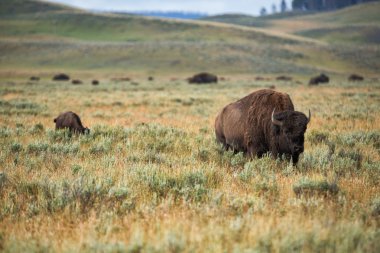 bizon grasslands Wyoming'de Yellowstone Milli Parkı içinde
