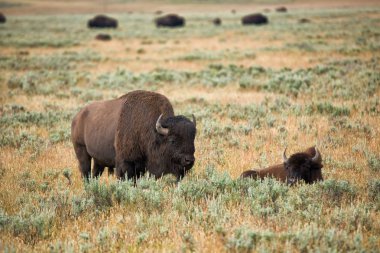 bizon grasslands Wyoming'de Yellowstone Milli Parkı içinde