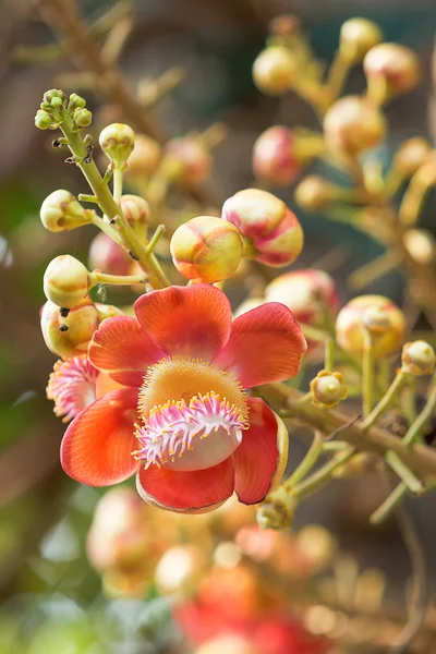 Blume des Kanonenkugelbaums — Stockfoto