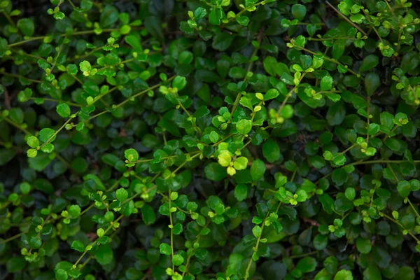 Grön bakgrund av naturen — Stockfoto