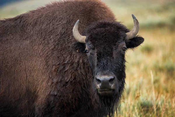 Wisente im Grasland des Yellowstone Nationalparks in Wyoming — Stockfoto