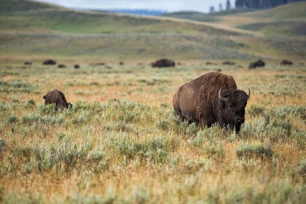 bizon grasslands Wyoming'de Yellowstone Milli Parkı içinde