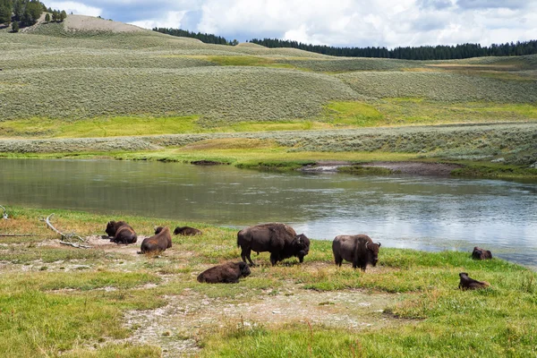 Bisonte en pastizales del Parque Nacional Yellowstone en Wyoming — Foto de Stock