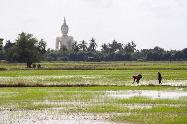 Çiftçiler büyük Buda heykeli arkasında pirinç fidan nakli