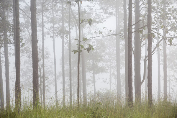 the tree in the fog